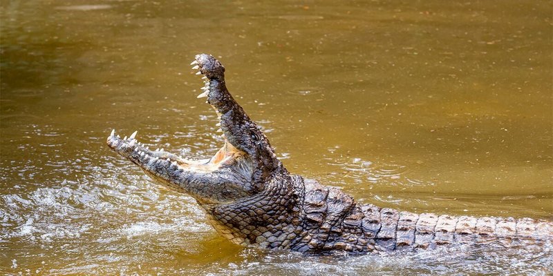 Mơ thấy cá sấu ăn thịt người