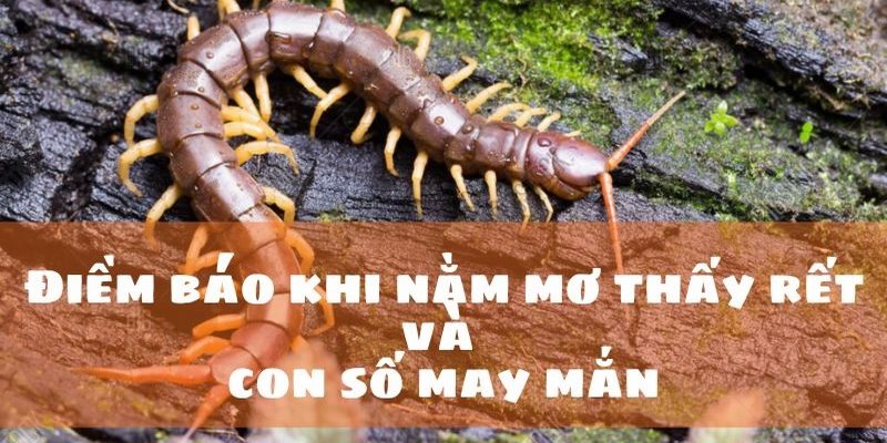 Nằm mơ thấy rết nằm ở trong nhà