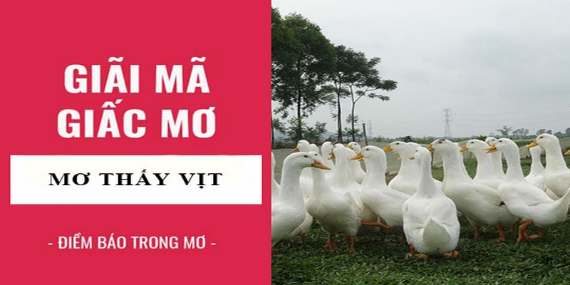 Mộng thấy ngan cho thấy bạn sắp phải đi xa vì công việc