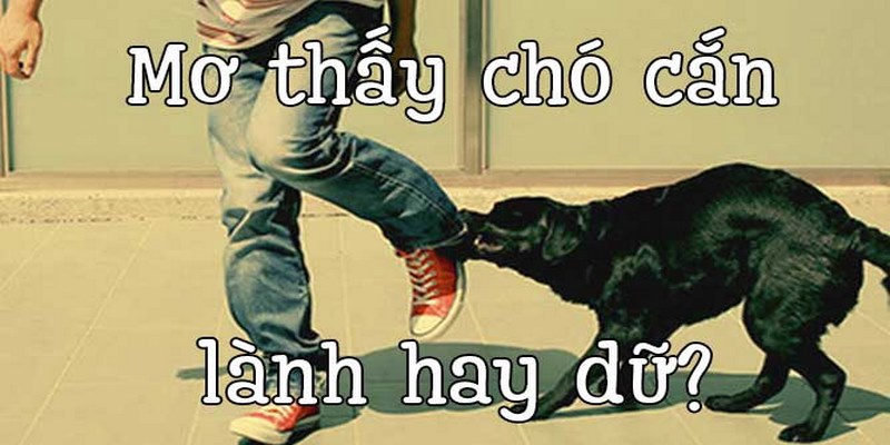 Mơ thấy chó cắn người xong chết toi