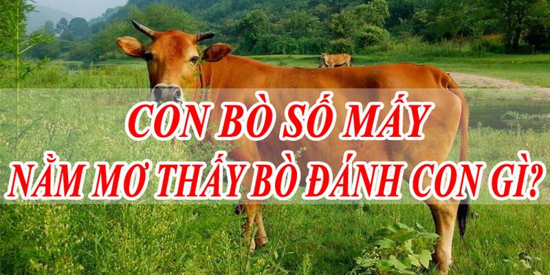 Mơ thấy bò vàng đánh con gì?