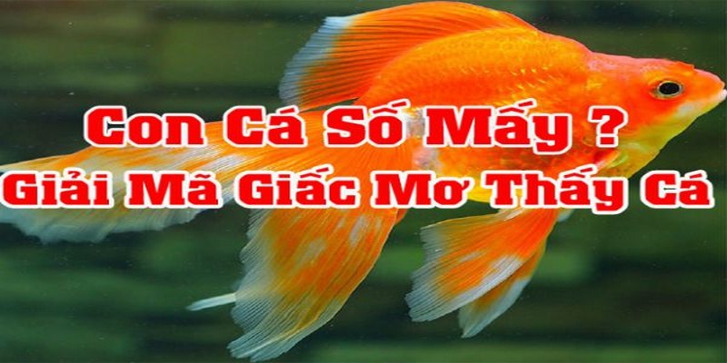 Mộng về cá mang đến sự may mắn, tiền tài cho người mơ