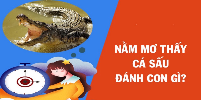 Giấc mơ nhìn thấy cá sấu khá hiếm gặp