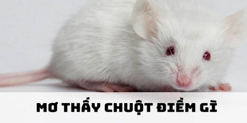 Nằm mơ thấy chuột con đánh con gì?