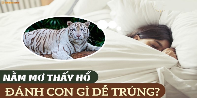 Chiêm bao thấy hổ tấn công là điềm báo bạn sẽ gặp phải khó khăn trong công việc