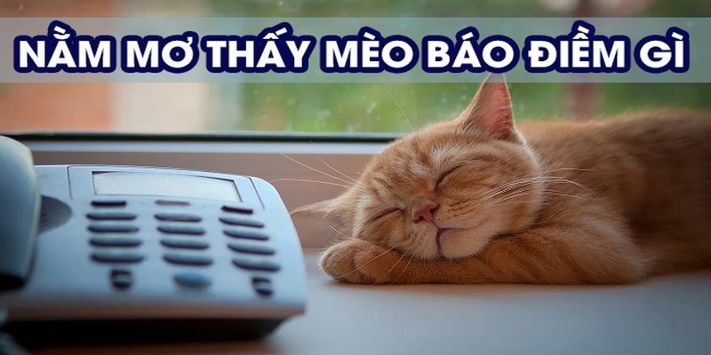 Bạn thấy hình ảnh con mèo vào nhà cần quan tâm đến vấn đề tài chính