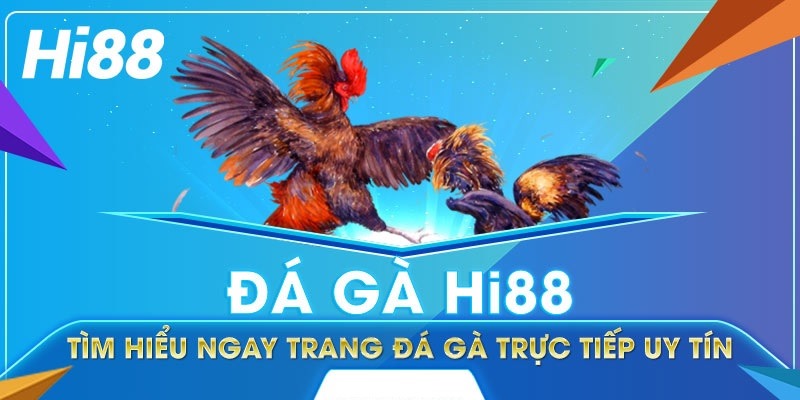 Giới thiệu về đá gà tại Hi88