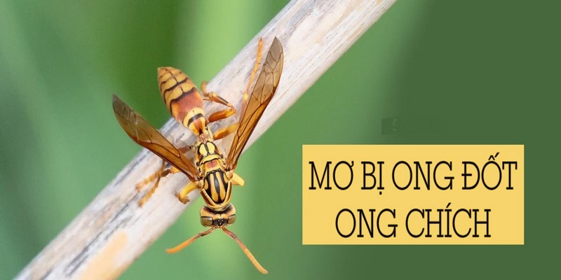 Mơ thấy bị ong đốt có điềm gì?