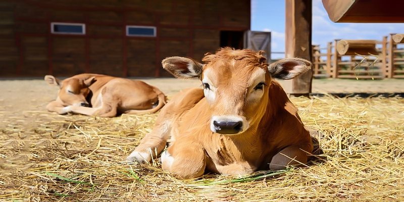 Trong giấc mơ bạn thấy con bò có thể là do xuất phát từ nỗi nhớ quê hương