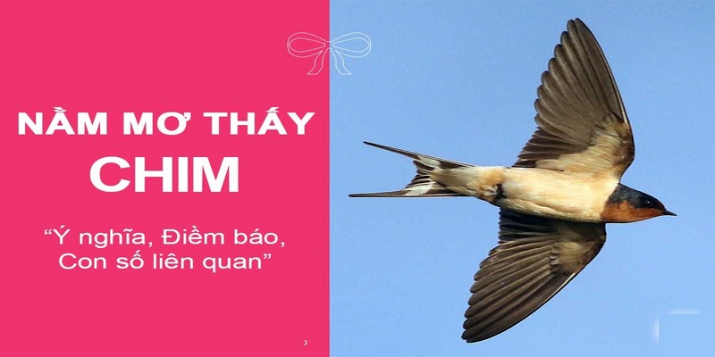 Việc mơ thấy chim là điều hoàn toàn bình thường và không có gì là lạ