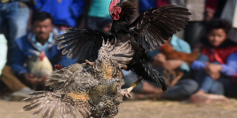 Địa chỉ chơi đá gà cược thomo uy tín