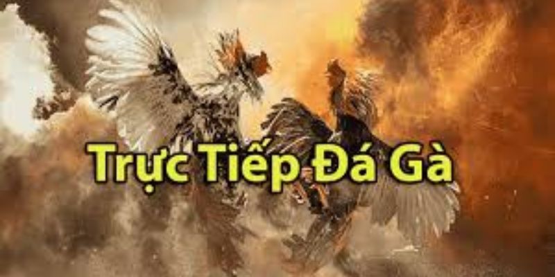 Trực tiếp đá gà casino